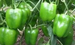 青椒爆料视频,揭秘视频背后的惊人真相